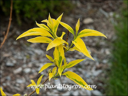 Golden Times leaves have this green area at the base of the leaf.